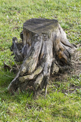 Fototapeta na wymiar Stump on the grass.