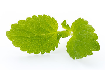Fresh mint leaves isolated on white background. © gitusik