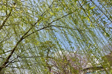 早春の柳