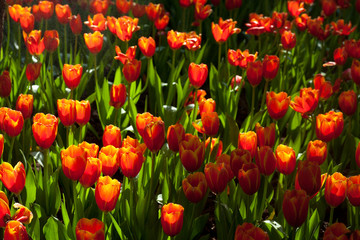 Tulip garden