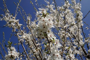 Apfelbl&uuml;te im Fr&uuml;hling