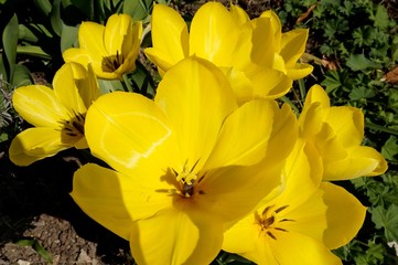 Tulpenbl&uuml;te, offen, gelb