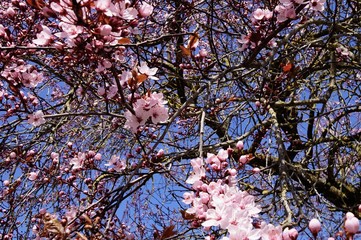 Bl&uuml;te Kirsche im Fr&uuml;hling