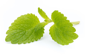 Fresh mint leaves isolated on white background. © gitusik