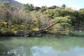 Sogen pond garden of Tenryu ji in Kyoto, Japan