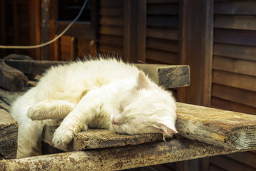 Lazy white cat sleeping on wooden planks