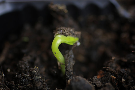 small sprout from seeds