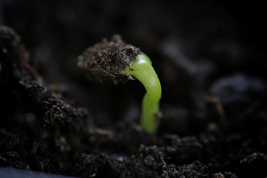 small sprout from seeds