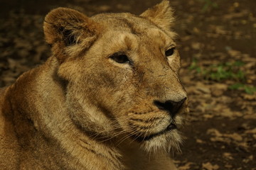 インドライオン