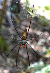 Giant Red Legged Golden Orb spider in the Outback forests in Australia