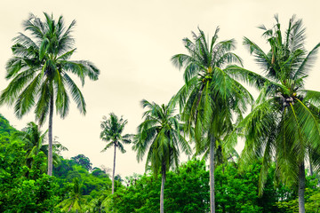 Tropical landscape with coconut palm trees, vegetation and sky in bright green colors. Photo from Poda Island, Krabi province, Southern Thailand.