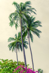 Tropical landscape with coconut palm trees, vegetation and sky in bright green colors. Photo from Poda Island, Krabi province, Southern Thailand.