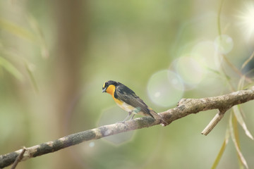  Narcissus Flycatcher, Abstract background