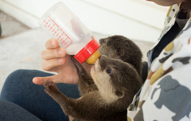 zookeeper feeding baby otter