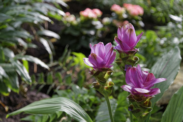 plants in a botanical garden
