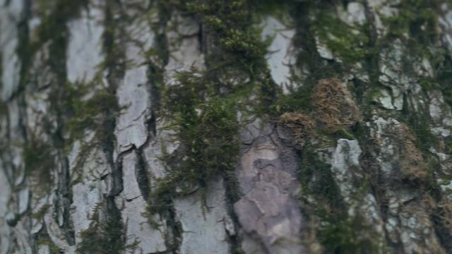 close up ahs tree bark with mos, uhd prores footage
