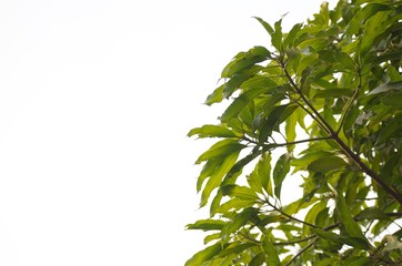Green leaf on a white sky background.