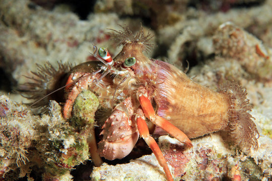 Anemone Hermit Crab (Dardanus pedunculatus). Dampier Strait, Raja Ampat, Indonesia