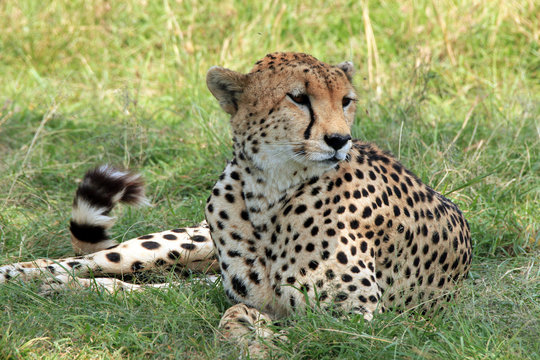 Cheetah (Acinonyx Jubatus) Lying in the Grass, Maasai Mara, Kenya