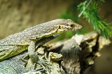 Agama sitting on branch
