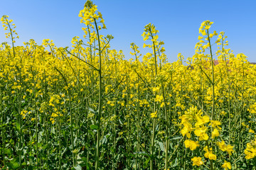 Raps mit blauem Himmel