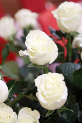 white roses bouquet on red background, shallow depth of field, selective focus
