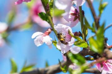 Busy honeybee collecting nectar in beautiful pink flower 