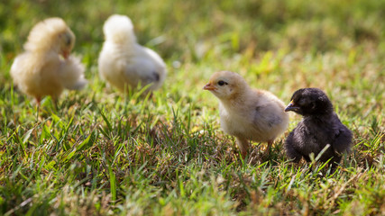 Wild baby chickens on Kauai, Hawaii.