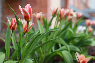 spring flower tulip on ground