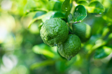 Bergamot