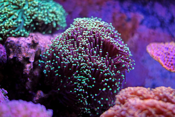 Fototapeta premium Euphyllia Torch Coral (Euphyllia glabrescens)