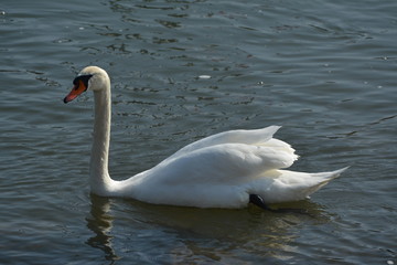 Schwan