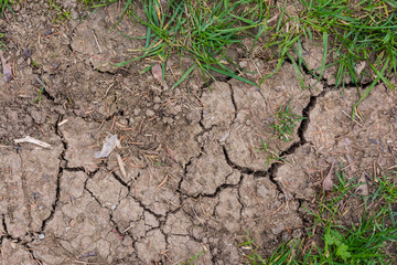 Cracked Soil Grass Texture
