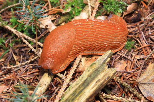 Grance Loche ou limace rouge,Arion rufus