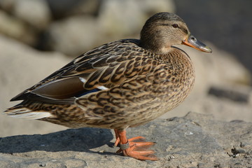 Wildente