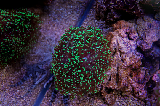 Frogspawn Euphyllia colorful coral 