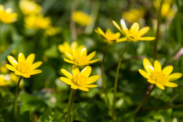 Celandine Flowers