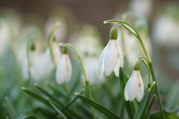 Obraz premium white snowdrops in first warm spring days, closeup photo with shallow focus