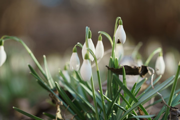 white snowdrops in first warm spring days with bee in it, closeup photo with shallow focus