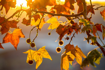 Tree brunch on sun background