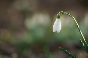 white snowdrop in first warm spring days with copy space, closeup photo with shallow focus