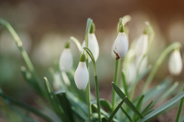 white snowdrops in first warm spring days with bee in it, closeup photo with shallow focus