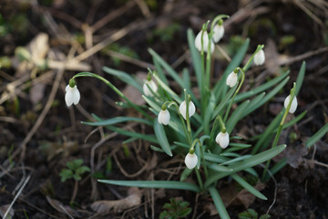 white snowdrops in first warm spring days, closeup photo with shallow focus