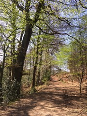 Frühlingserwachen im Wald