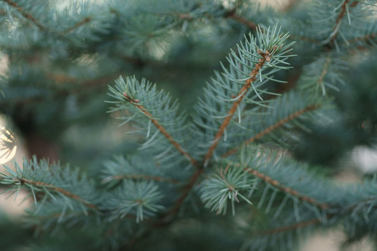 blue spruce branc closeup in spring sunny morning, shallow focus