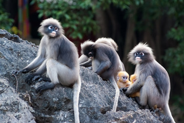 Dusky Leaf Monkey