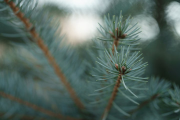 blue spruce branc closeup in spring sunny morning, shallow focus