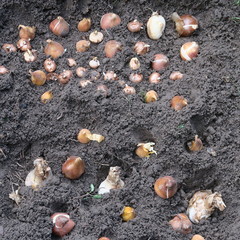 Flower bulbs in the earth flowering in the garden in spring