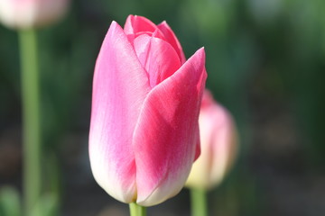 tulipe