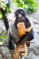 Dusky Leaf Monkey